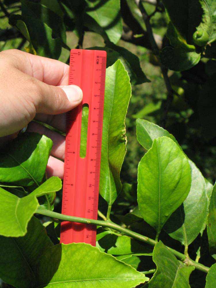              Unifoliolate leaf (Winter Haven, FL)       